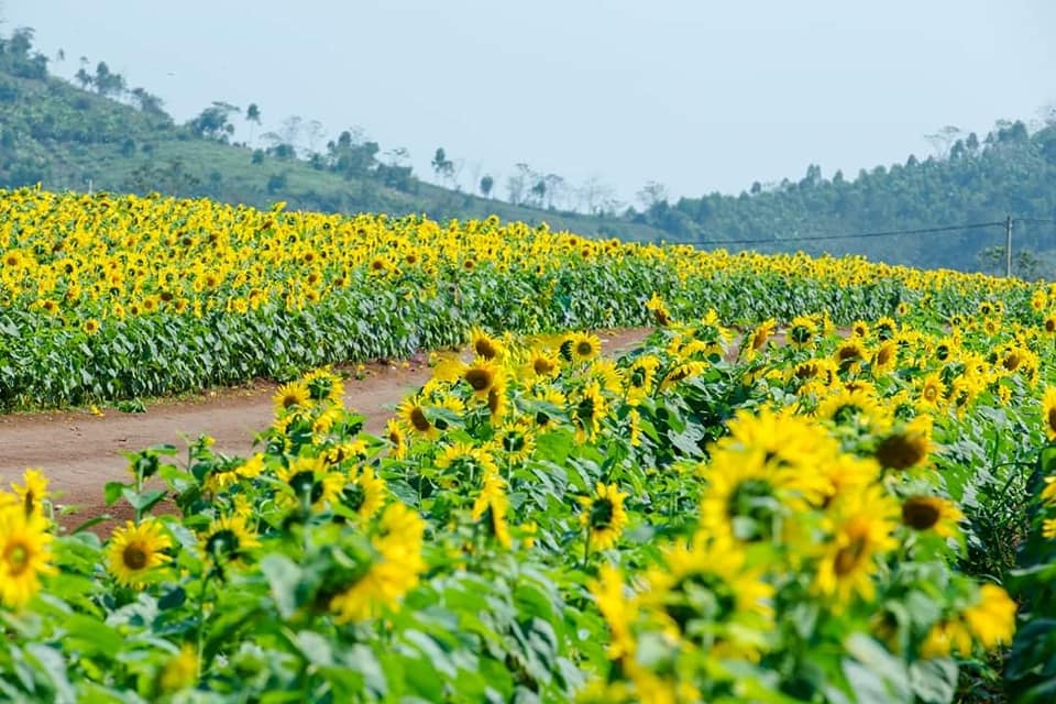 Cánh đồng nguyên liệu của tập đoàn TH trở thành một biểu tượng của du lịch nông nghiệp