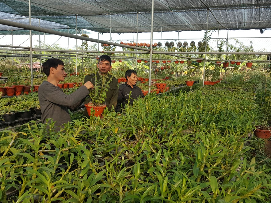 Trang trại trồng hoa lan của gia đình anh Nguyễn Xuân Dưỡng (xã Thanh Cao, huyện Thanh Oai) cho doanh thu hơn 1 tỷ đồng/năm