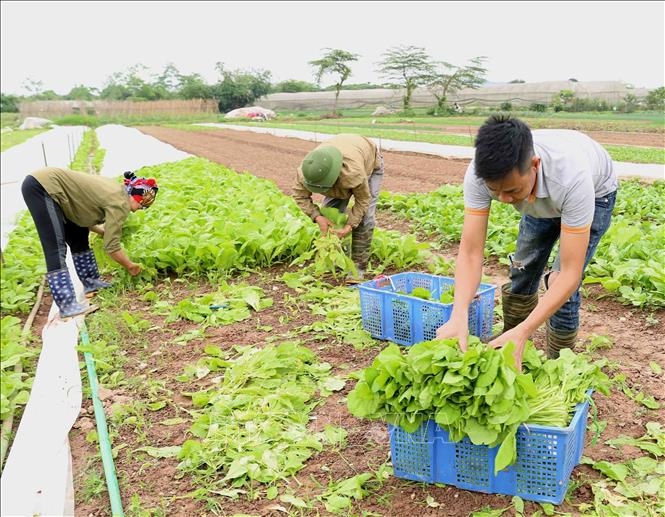 Phát huy lợi thế, nâng cao hiệu quả hoạt động sản xuất kinh doanh