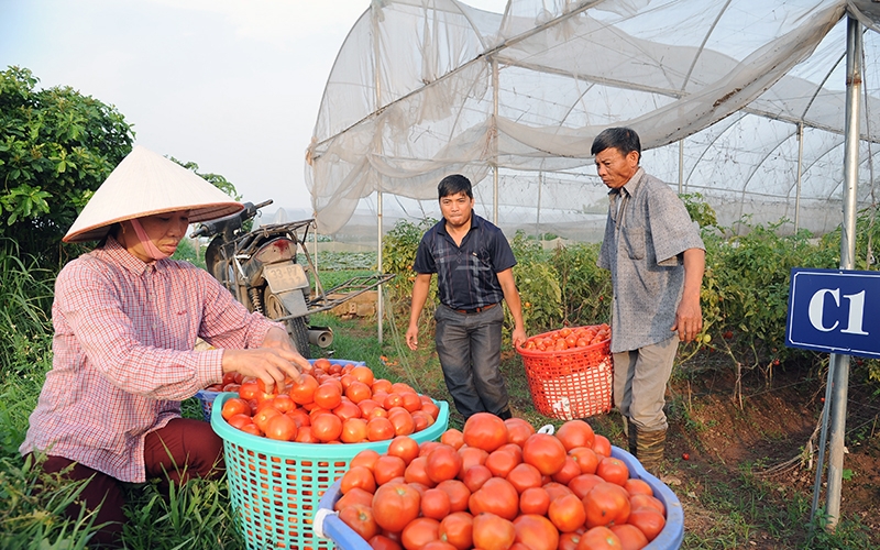 Nông dân HTX rau quả sạch Chúc Sơn, huyện Chương Mỹ (Hà Nội) thu hoạch cà chua.