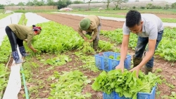 Phát huy lợi thế, nâng cao hiệu quả hoạt động sản xuất kinh doanh