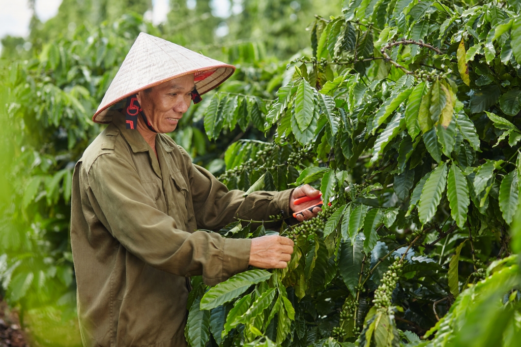 8. Nestlé Việt Nam thực hiện Dự án phát triển cà phê bền vững NESCAFÉ Plan giúp cải thiện đời sống nông dân trồng cà phê