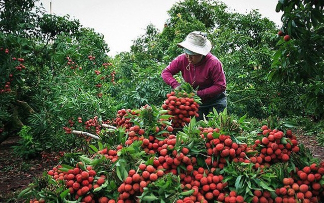 Hoạt động xuất khẩu vải thiều niên vụ 2021 được đánh giá là rất khó khăn khi dịch bệnh Covid-19 đang diễn biến phức tạp và nhiều vùng vải thiều đã xuất hiện các ca dương tính với Covid-19.