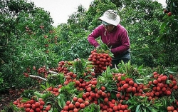 Bắc Giang đề nghị không dùng từ "giải cứu" vải thiều vì cứ xuất hiện tin giải cứu là giá giảm