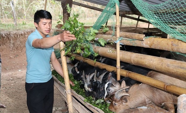 Đàn dê thương phẩm được anh Chung chăm sóc tốt nên con nào cũng béo tốt, khỏe mạnh