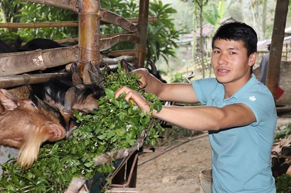 Anh Lò Văn Chung làm giàu trên mảnh đất mình sinh ra nhờ nghề nuôi dê núi