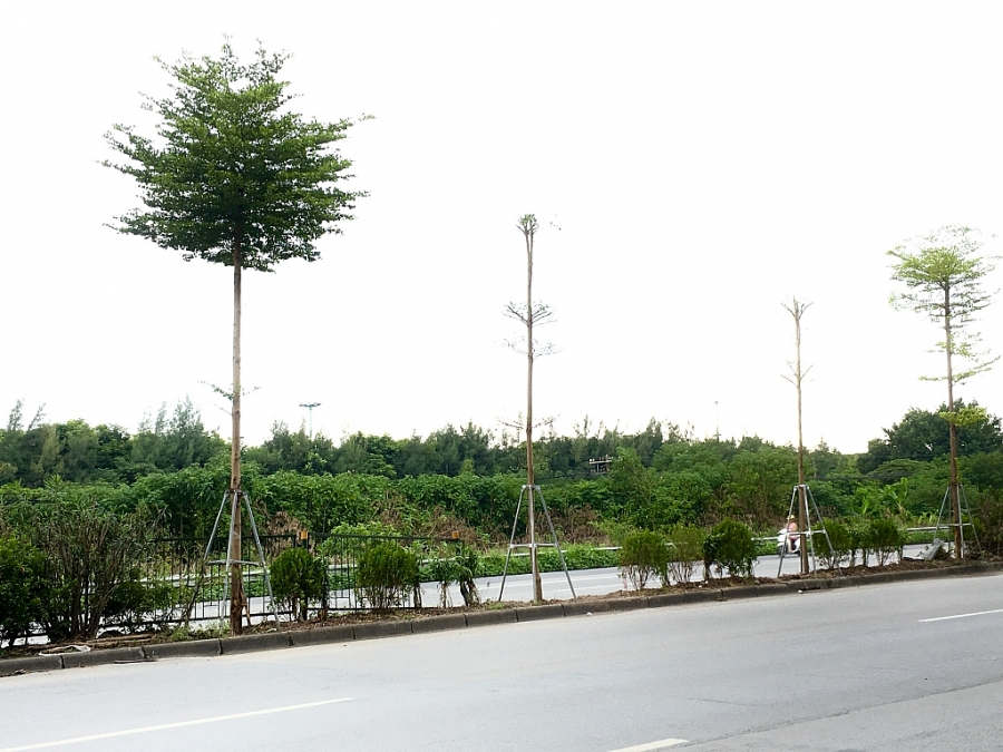Hiểm họa khôn lường từ những chiếc “gông sắt” chống đỡ cây xanh