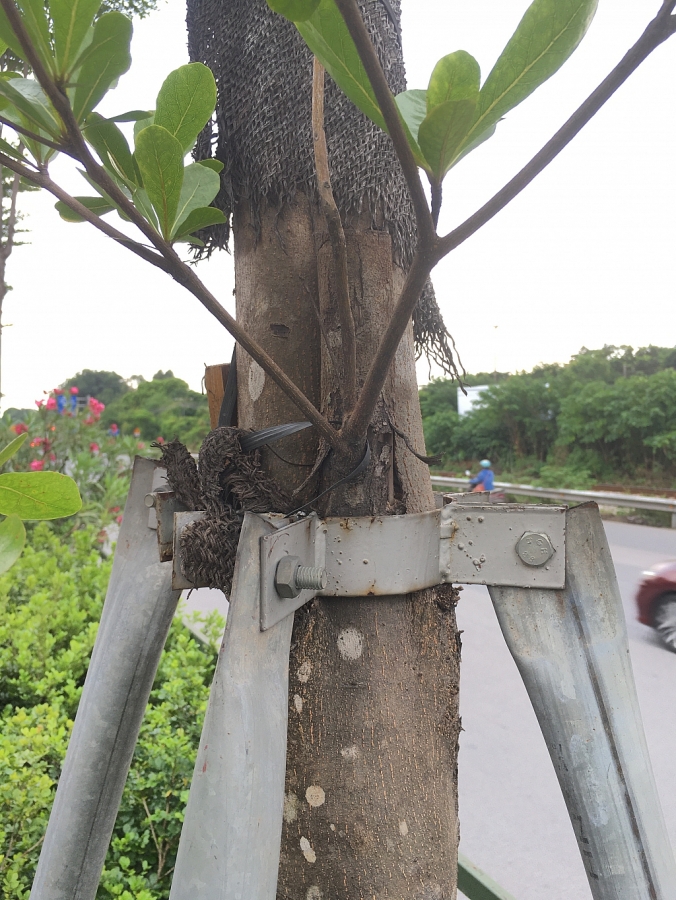 Hiểm họa khôn lường từ những chiếc “gông sắt” chống đỡ cây xanh