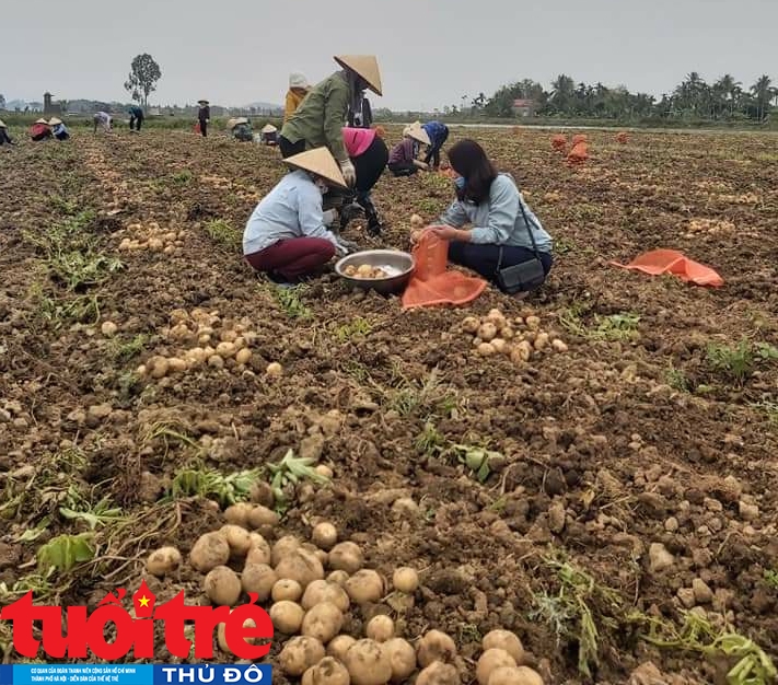 Các loại rau củ sạch của nông dân được các tổ chức Công đoàn thu mua, tặng gửi tặng cho người lao động tại các khu công nghiệp 