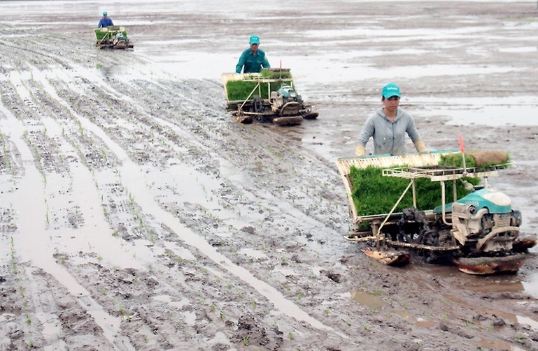 Các cánh đồng mẫu lớn tại xã Bàng La, Kiến Thụy đã được áp dụng cơ giới hóa vào sản xuất nông nghiệp