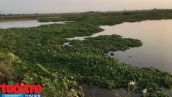 Huyện Kiến Thụy (Hải Phòng): Loay hoay với tình trạng nông dân bỏ ruộng?