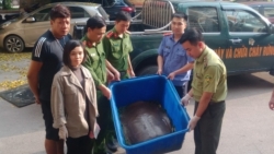 Bắc Giang: Phát hiện đối tượng buôn bán cá thể bộ rùa quý hiếm nặng 22kg