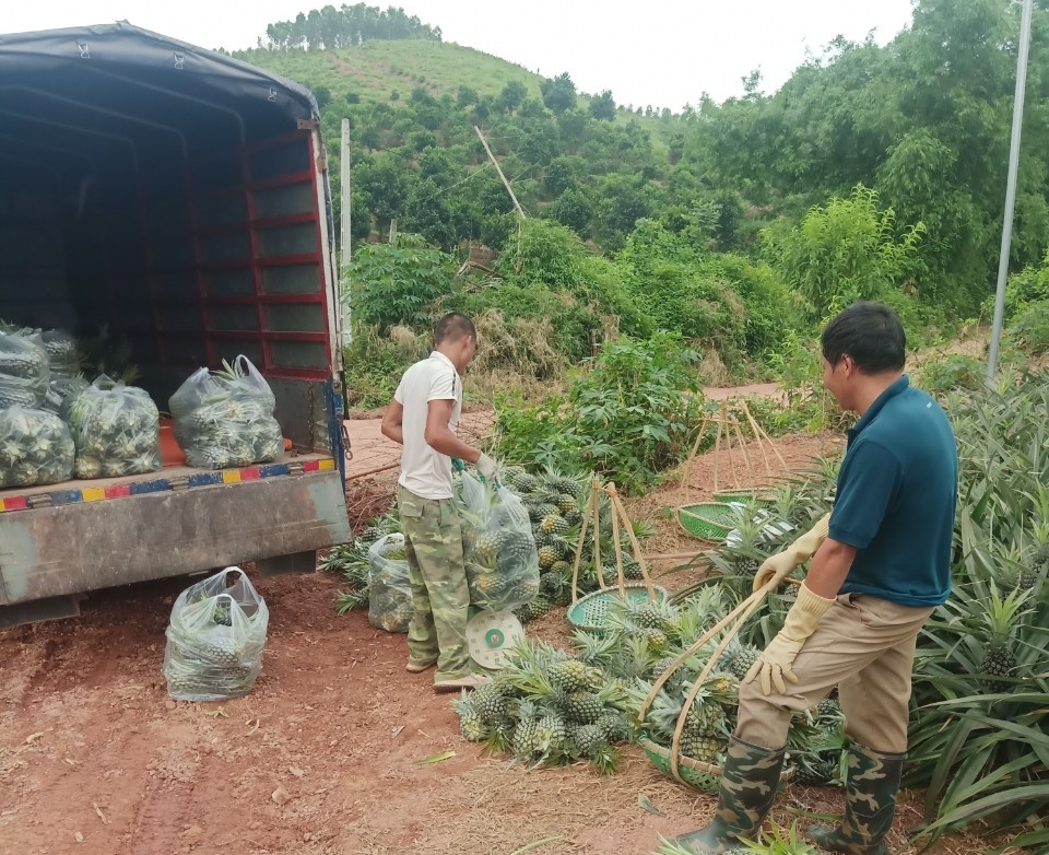Lục Nam (Bắc Giang): Khoảng 75.000 tấn nông sản cần hỗ trợ tiêu thụ