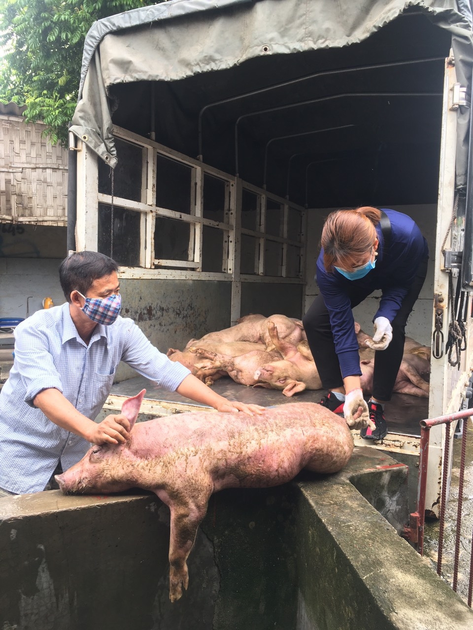 Bắc Giang: Xử lý đối tượng đem 1 tấn lợn nhiễm dịch tả lợn Châu phi về tiêu thụ