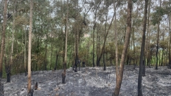 Bắc Giang: 6 công nhân đốt tổ ong làm cháy gần 1ha rừng