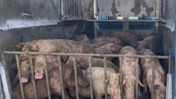 Bắc Giang: Phát hiện xe chở hơn 8 tạ lợn nhiễm dịch lợn tả Châu Phi