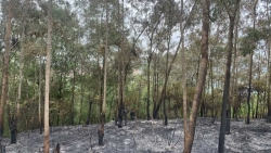 Bắc Giang: Đốt ong gây cháy rừng, 3 công nhân bị phạt 30 triệu