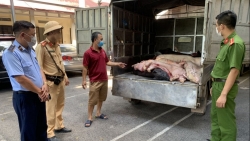 Bắc Giang: Xử lý đối tượng vận chuyển 8 tạ lợn chết bốc mùi hôi thối