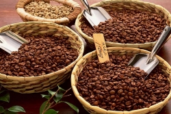 Giá cà phê hôm nay 23/9: Cà phê trong nước tiếp tục “không phanh”