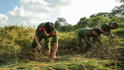 Chiến sĩ công an lội ruộng gặt lúa mùa giúp nông dân bị cách ly