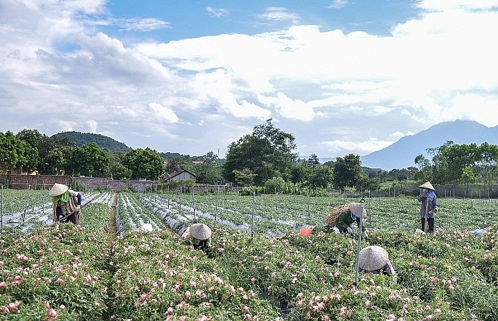 Cánh đồng Sâm Bố Chính ở hợp tác xã Nông nghiệp công nghệ cao Phúc Lâm (xã Thanh Mỹ, thị xã Sơn Tây, Hà Nội) 