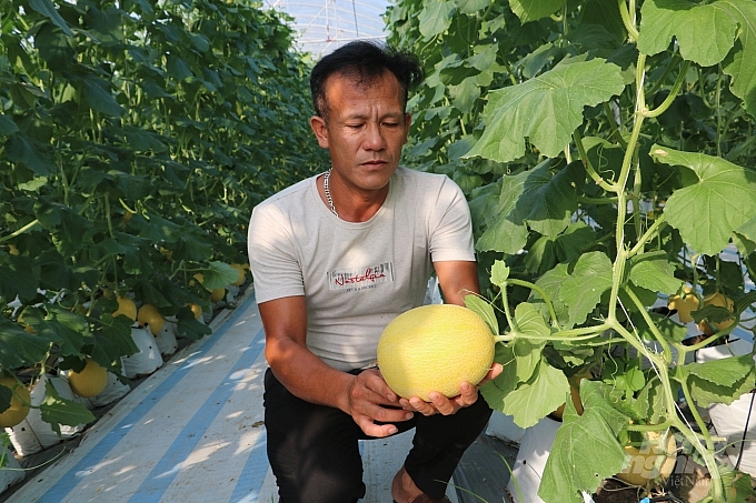 1.	Mô hình trồng dưa vàng của HTX An Thịnh Phát ở Hưng Yên (ảnh Hưng Giang)