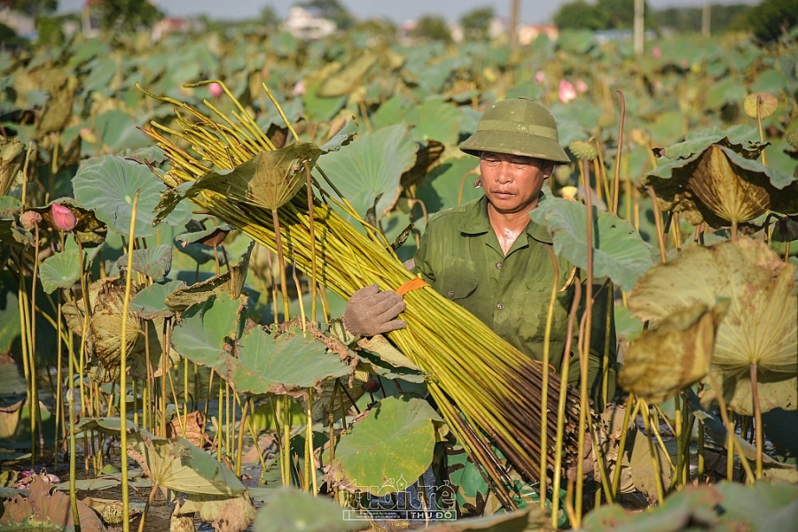 Tơ sen giữ hồn lụa Việt