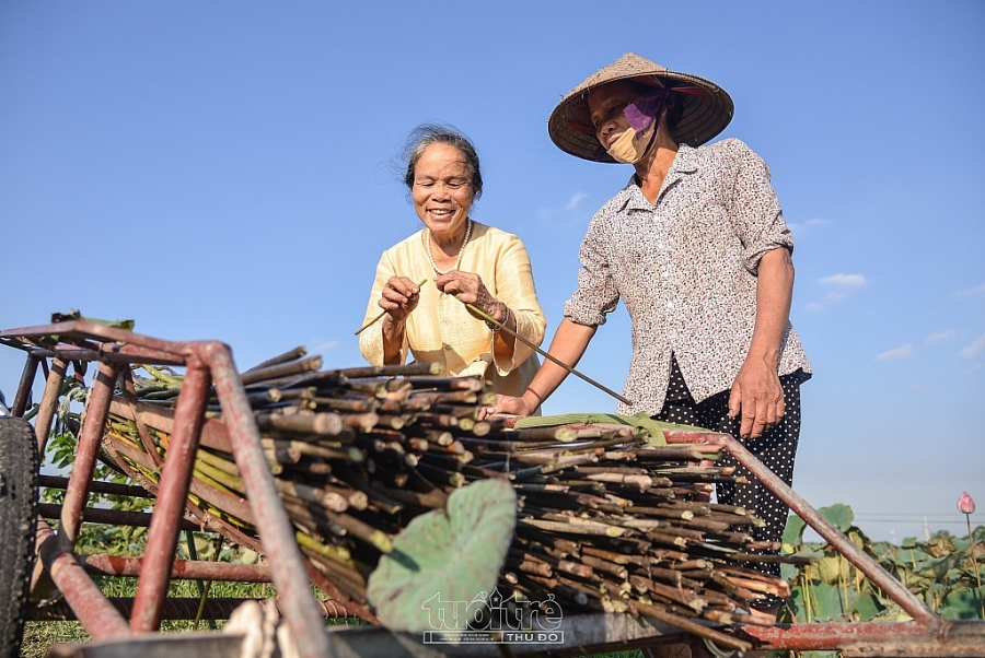 Thời điểm mùa sen từ tháng 5 đến tháng 9 dương lịch, cũng là lúc bà Thuận bắt đầu vào công đoạn lựa chọn và khai thác tơ sen, bà luôn ưu tiên chọn những thân cây sen tươi vì lúc đó thân sen cho ra nhiều sợi tơ. Để có đủ nguyên liệu dệt, bà và gia đình đã đi khắp trong và ngoài huyện tìm đầm sen đặt mua nguyên liệu.