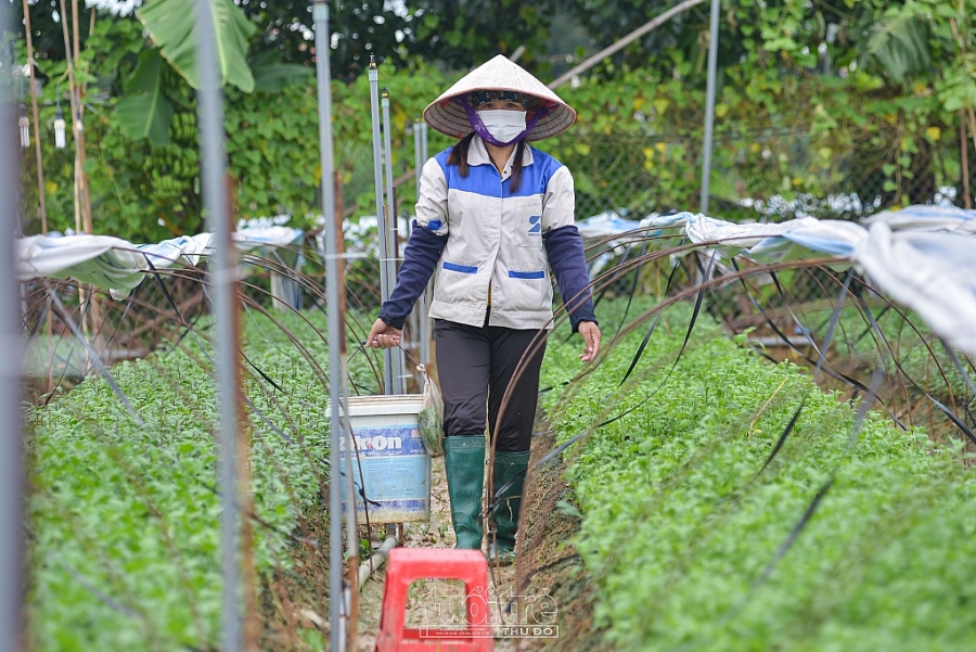 Trung bình 1 sào sản xuất, mỗi năm cho ra thị trường khoảng 1,8 triệu mầm hoa cúc. Bên cạnh lợi nhuận cho gia đình ngày càng nâng cao, mô hình còn mang lại thu nhập cho hàng chục lao động địa phương. Mô hình vườn ươm mầm hoa cúc của hộ anh Hóa còn mang lại công việc và thu nhập ổn định cho hơn 20 nhân công tại địa phương, với thu nhập 8 triệu đồng mỗi người.