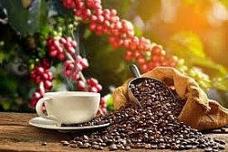 Giá cà phê hôm nay 2/11: Bật tăng, giữ ổn định ở mức cao