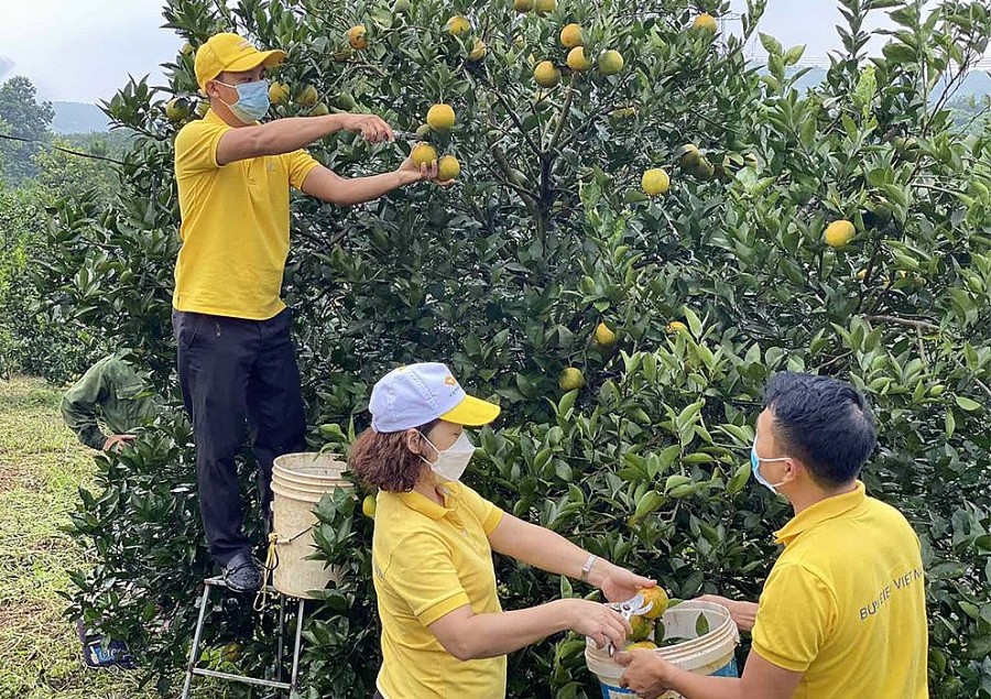 Cán bộ bưu điện tiêu thụ nông sản cho nông dân