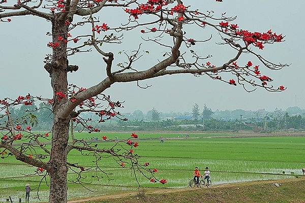 Khung cảnh bình yên của một làng quê đồng bằng Bắc Bộ.