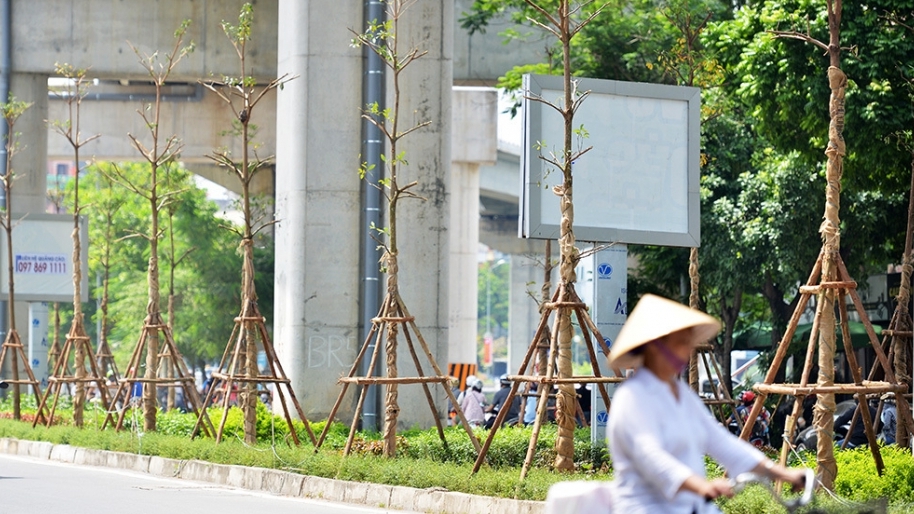 Hà Nội trồng cây xanh tại dải phân cách dưới đường sắt Cát Linh - Hà Đông