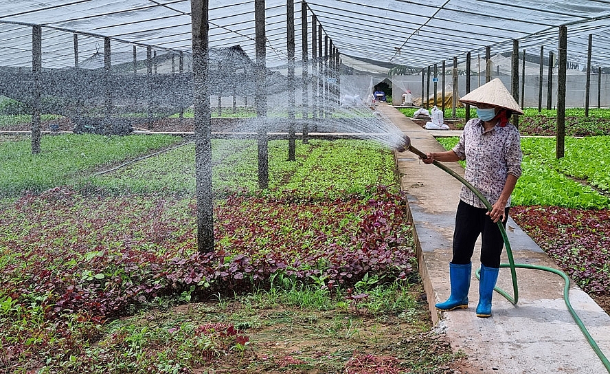 Nông dân xã Tiền Yên (huyện Hoài Đức) chăm sóc hoa màu