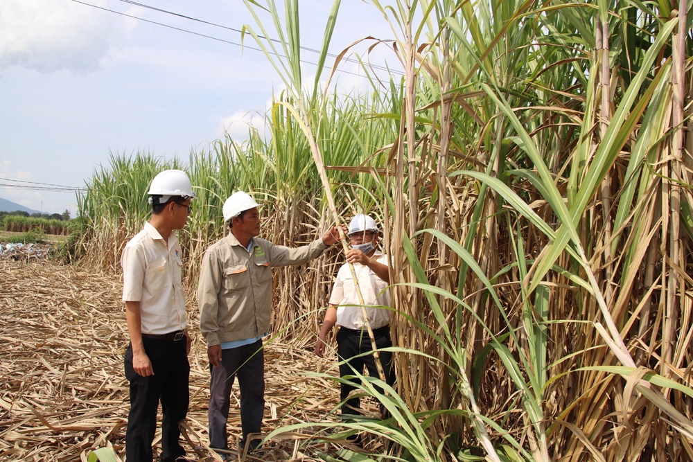 Gia đình anh Lê Đình Út, xã Cam Hiệp Nam, huyện Cam Lâm hiện có hơn 10 ha mía, nhờ được đầu tư hệ thống tưới nên năng suất mía hiện đạt 60 -70 tấn/ha