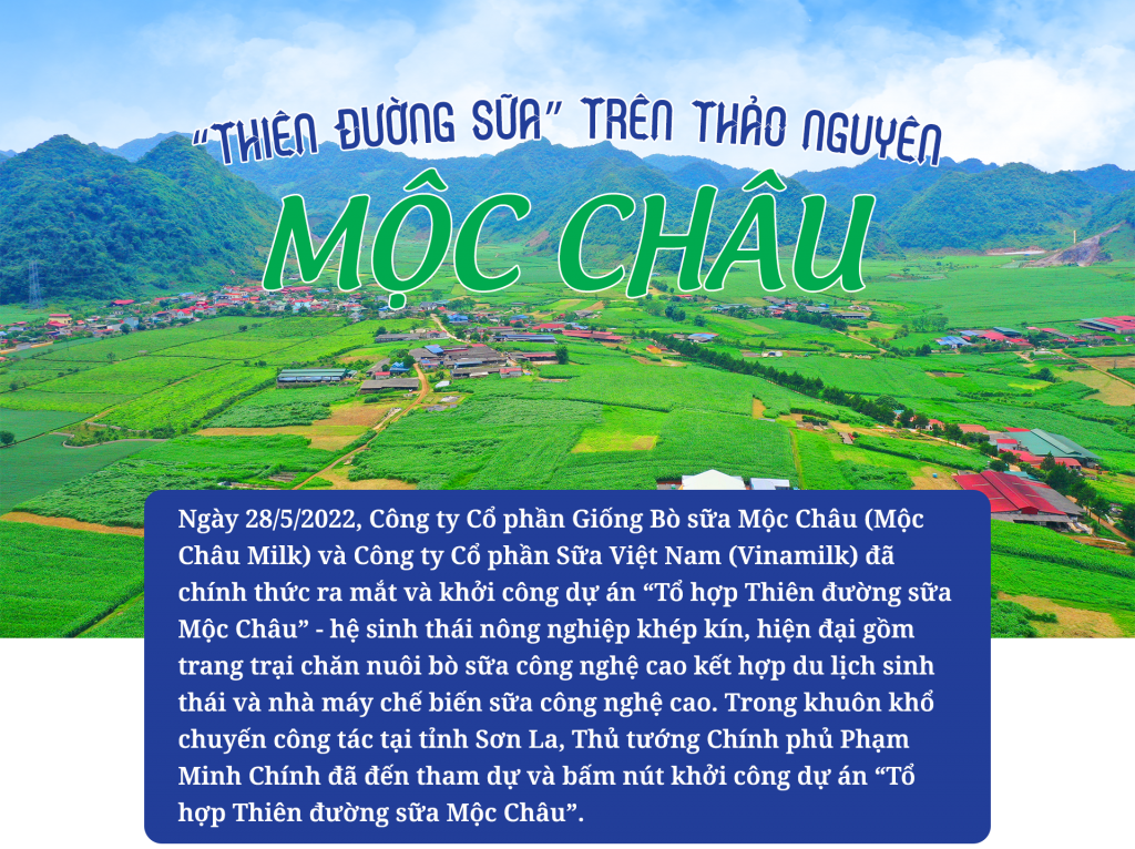 “Thiên đường sữa” trên thảo nguyên Mộc Châu