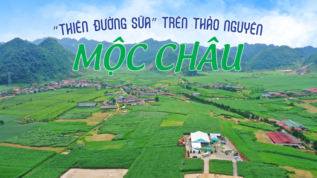 “Thiên đường sữa” trên thảo nguyên Mộc Châu