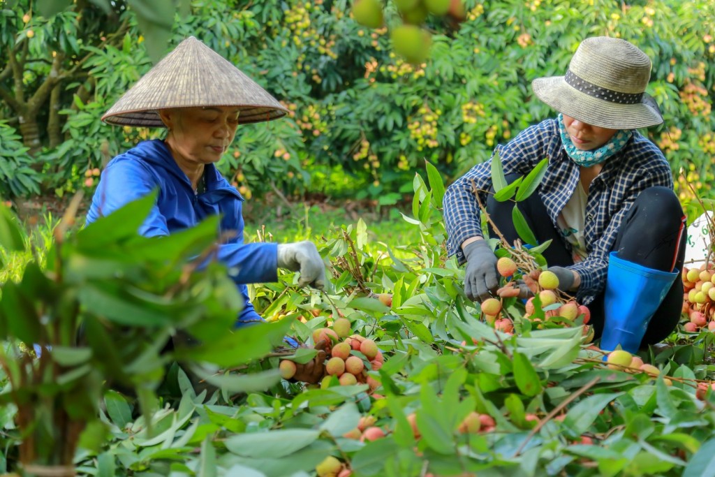 Chắp cánh cho vải thiều Việt Nam 