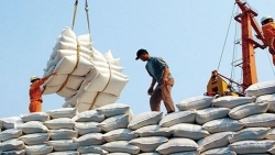 Gạo Việt Nam bị cạnh trạnh lớn bởi gạo Thái Lan, Ấn Độ