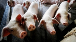 Giá lợn hơi có thể tăng trở lại vào quý III/2021