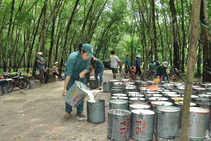 Lãnh đạo Công ty CP Đầu tư Cao su Đắk Lắk “ỉm” thông tin mua cổ phiếu DRI