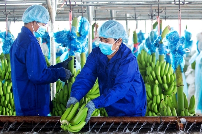 Hàn Quốc tăng nhập khẩu trái chuối Việt Nam