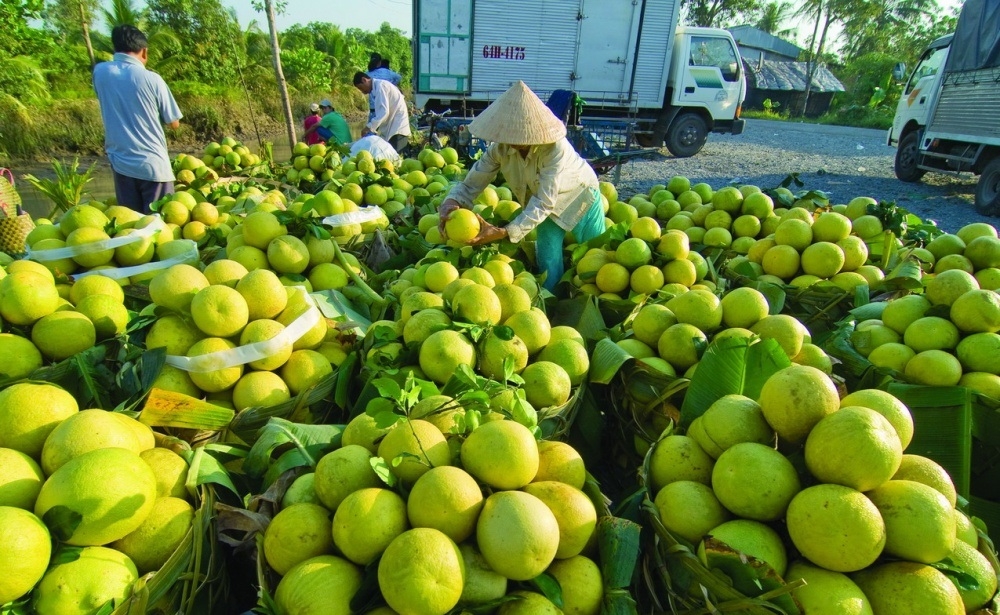 Sóc Trăng: Loay hoay tìm đầu ra cho hàng vạn tấn nông sản