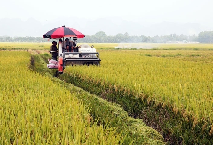 Ngân hàng Nhà nước vào cuộc gỡ khó cho sản xuất, tiêu thụ lúa gạo