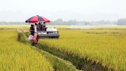 Ngân hàng Nhà nước vào cuộc gỡ khó cho sản xuất, tiêu thụ lúa gạo