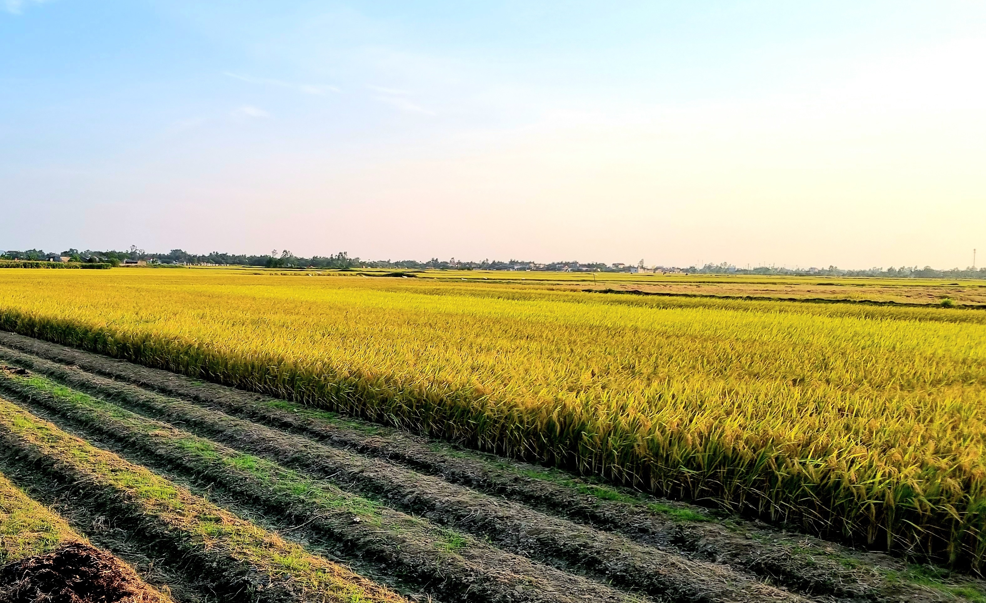 Ngân hàng Nhà nước: Không thiếu nguồn vốn cho ngành lúa gạo