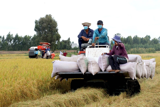 Kiến nghị cấp bách mở “luồng xanh” đường thủy, tránh đứt gãy tiêu thụ lúa gạo