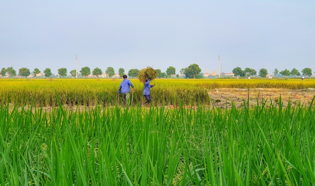Các ngân hàng vẫn đứng “ngoài cuộc” hỗ trợ tiêu thụ lúa gạo cho nông dân