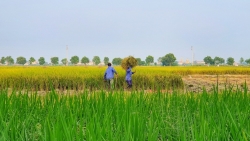Các ngân hàng vẫn đứng “ngoài cuộc” hỗ trợ tiêu thụ lúa gạo cho nông dân