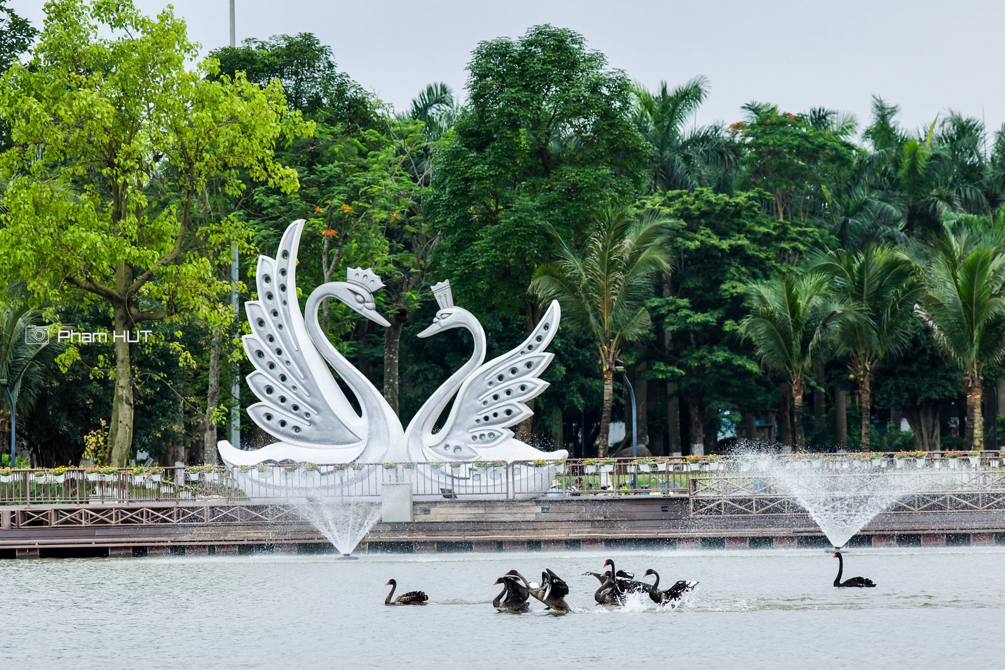 Thiên nga, vịt trời làm tổ trong khu đô thị